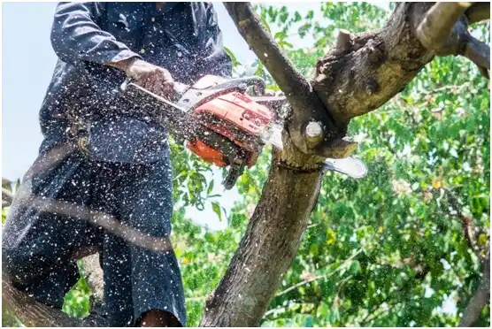 tree services Eagleview